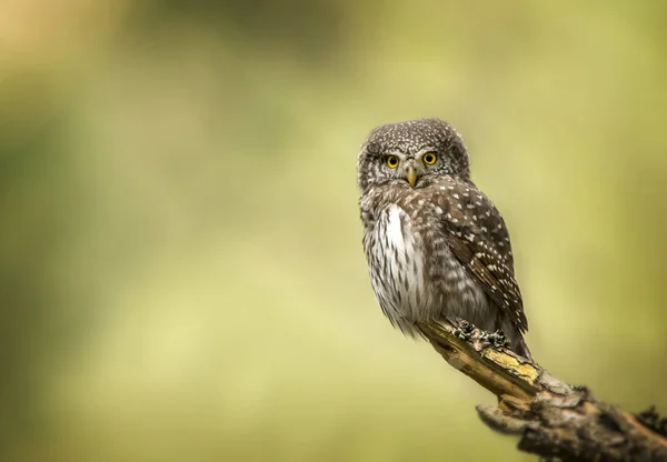 Búho Pigmeo Euroasiático Glaucidium Passerinum — Foto de Stock