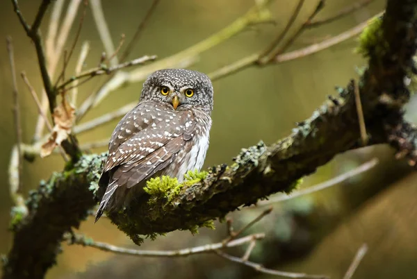 Eurasian Pygmy Owl Glaucidium Passerinum — Stock Photo, Image