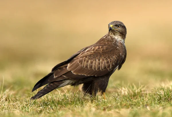 Schöner Mäusebussard Natürlichem Lebensraum — Stockfoto