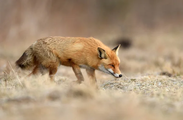 Vista Ravvicinata Della Volpe Nell Habitat Naturale — Foto Stock