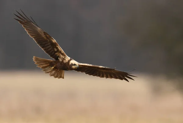 Marsh Harrier Doğal Ortamlarında Görünümü Kapatın — Stok fotoğraf