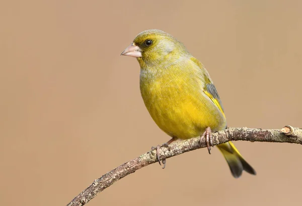 Hermoso Greenfinch Europeo Vista Cerca — Foto de Stock