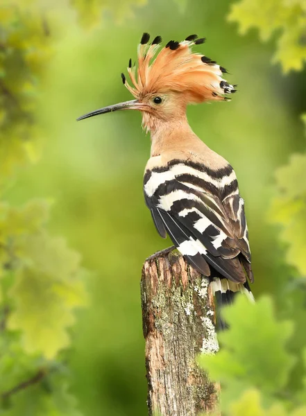 Eurasian Hoopoe Common Hoopoe Natural Habitat — Stock Photo, Image