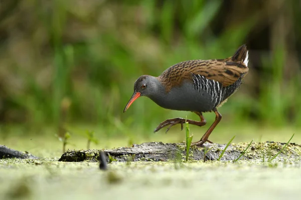 Râle Eau Mignon Dans Habitat Naturel — Photo