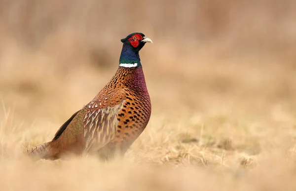 Vue Rapprochée Faisan Collier Dans Habitat Naturel — Photo