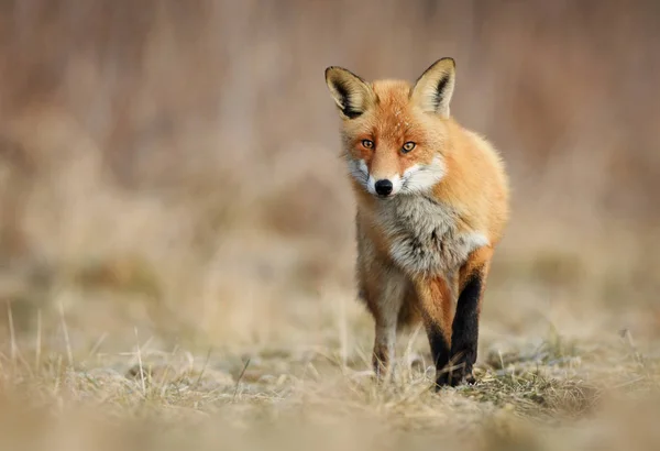 Close Van Fox Natuurlijke Habitat — Stockfoto