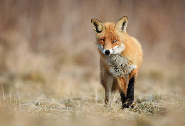 Close up view of fox in natural habitat