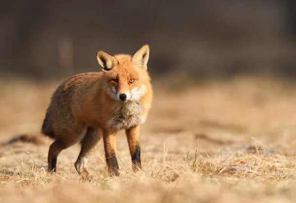 Vista Ravvicinata Della Volpe Nell Habitat Naturale — Foto Stock