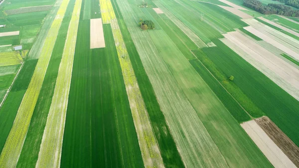 Воздушный Выстрел Беспилотника Весенними Полями — стоковое фото