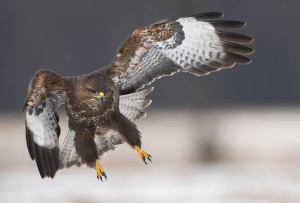 Schöner Mäusebussard Natürlichem Lebensraum — Stockfoto