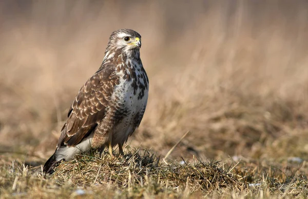 Schöner Mäusebussard Natürlichem Lebensraum — Stockfoto