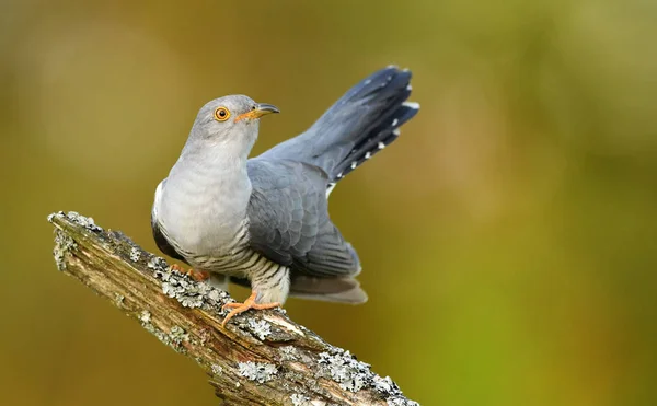 Bayağı guguk doğal ortamlarında görünümünü kapat