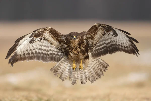 Schöner Mäusebussard Natürlichem Lebensraum — Stockfoto