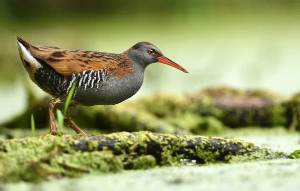 Cute Water Rail Natural Habitat — Stock Photo, Image