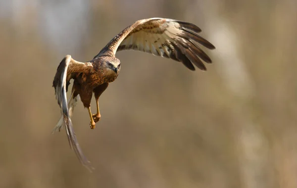 Marsh Harrier Habitat Natural Vista Perto — Fotografia de Stock