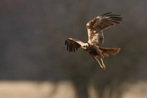 Marsh Harrier Doğal Ortamlarında Görünümü Kapatın — Stok fotoğraf