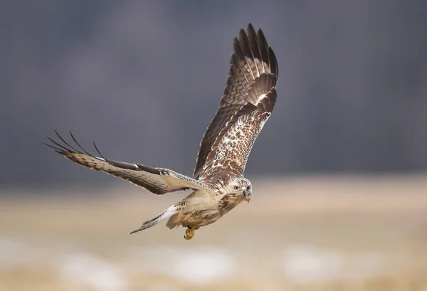 Bellissima Poiana Comune Habitat Naturale — Foto Stock