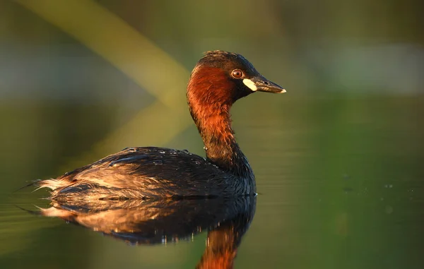 Carino Piccolo Grebe Stagno Vista Vicino — Foto Stock