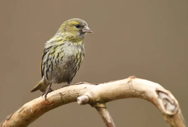 Siskin Carduelis Spinus Cerca — Foto de Stock