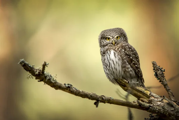 Eurasian Pygmy Owl Glaucidium Passerinum — Stock Photo, Image