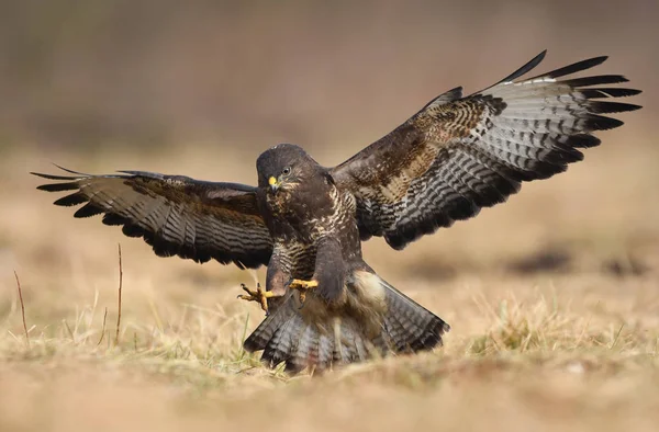 Schöner Mäusebussard Natürlichem Lebensraum — Stockfoto