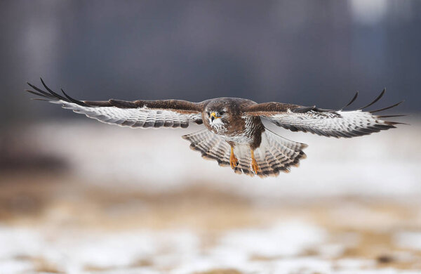 Beautiful Common buzzard in natural habitat