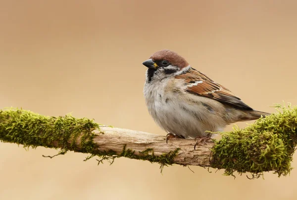 Zamknij Widok Drzewa Sparrow Naturalnym Środowisku — Zdjęcie stockowe