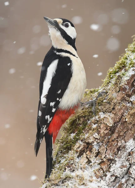 Bra Spotted Woodpecker Närbild — Stockfoto