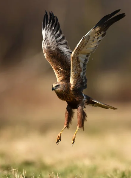 Bruine Kiekendief Natuurlijke Habitat Close — Stockfoto