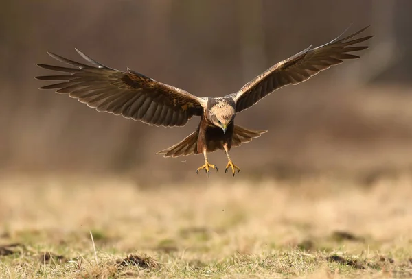 Marsh Harrier Hábitat Natural Vista Cerca —  Fotos de Stock