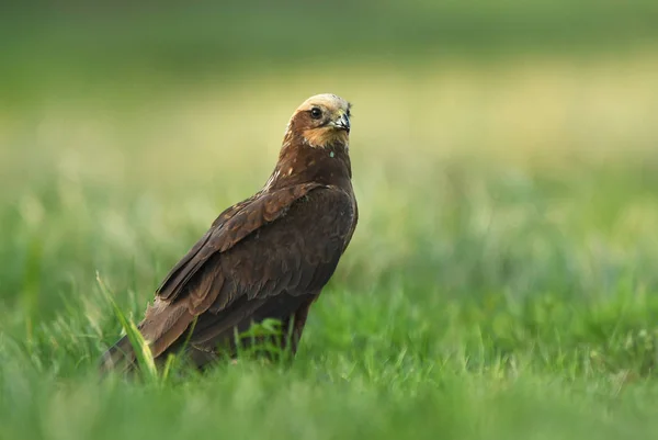 Marsh Harrier Natural Habitat Close View — Stock Photo, Image