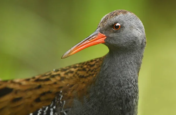 Cute Water Rail Habitat Alami — Stok Foto