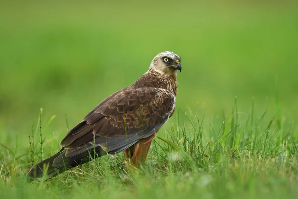 Mannelijke Bruine Kiekendief Natuurlijke Habitat — Stockfoto