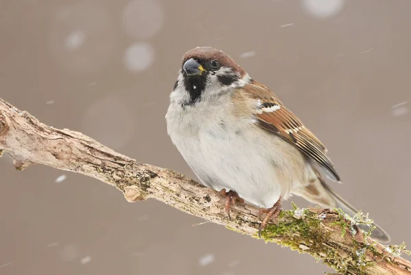Close View Tree Sparrow Natural Habitat — Stock Photo, Image