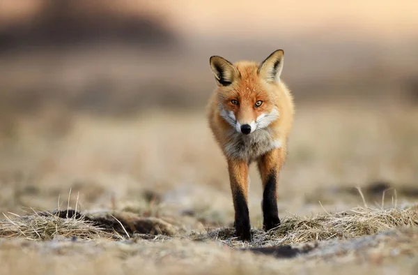 Vista Ravvicinata Della Volpe Nell Habitat Naturale — Foto Stock