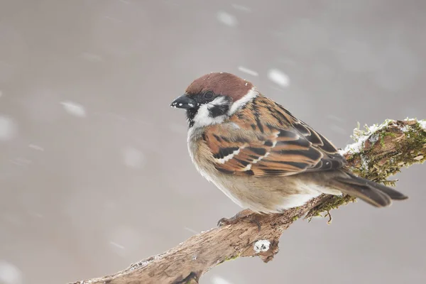 Close View Tree Sparrow Natural Habitat — Stock Photo, Image