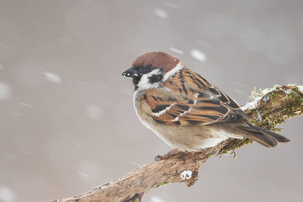 Close up view of tree sparrow in natural habitat