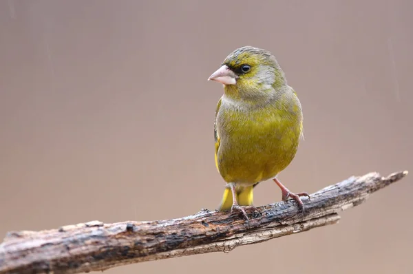 Schöner Grünfink Aus Nächster Nähe — Stockfoto