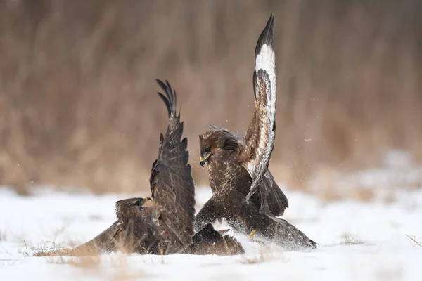 Buzzards Comuns Lutando Habitat Natural — Fotografia de Stock