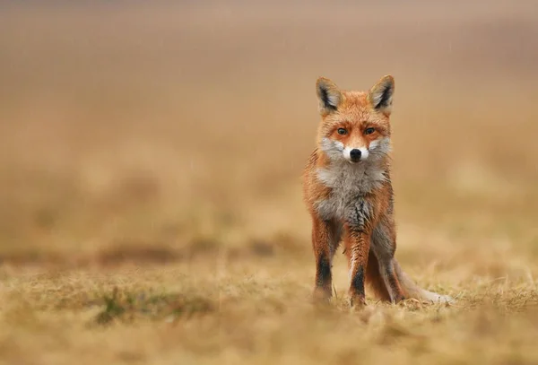 Nahaufnahme Von Fuchs Natürlichem Lebensraum — Stockfoto