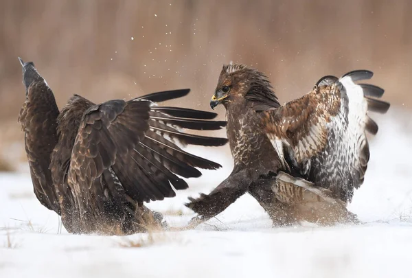 Common Buzzards Fighting Natural Habitat — Stock Photo, Image