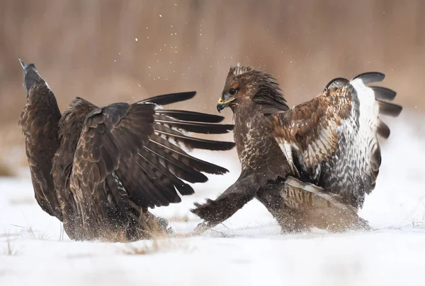 Buzzards Comuns Lutando Habitat Natural — Fotografia de Stock