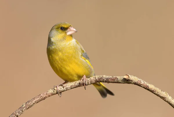 Hermoso Greenfinch Europeo Vista Cerca — Foto de Stock