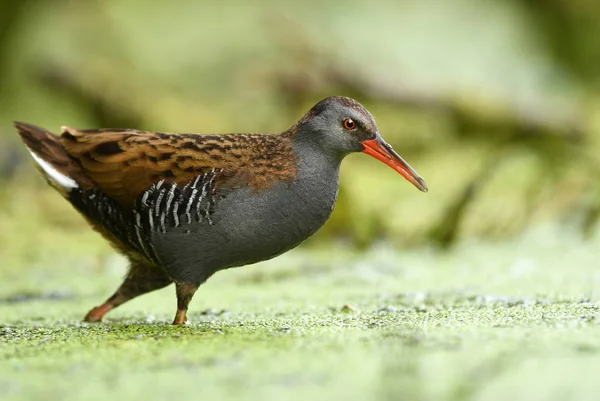 Cute Water Rail Natural Habitat — Stock Photo, Image