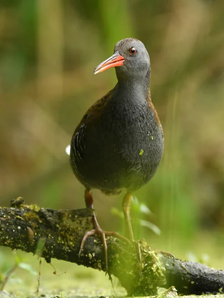 Cute Water Rail Natural Habitat — Stock Photo, Image