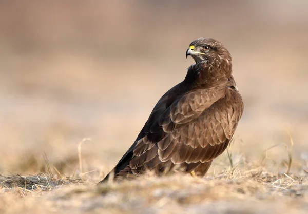 Bela Buzzard Comum Habitat Natural — Fotografia de Stock