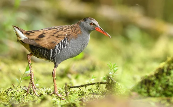 Cute Water Rail Natural Habitat — Stock Photo, Image