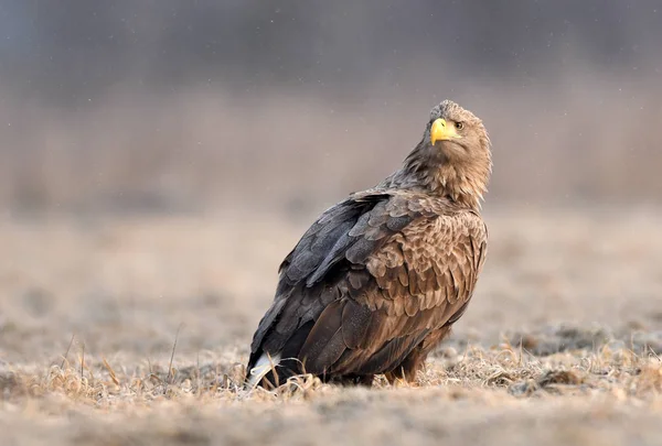 White Tailed Eagle Natuurlijke Habitat — Stockfoto