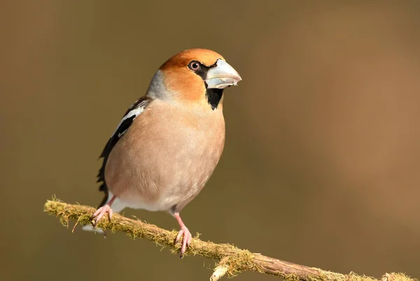 Hawfinch Coccothraustes Coccothraustes Perto — Fotografia de Stock