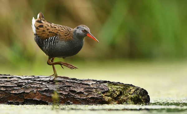 Cute Water Rail Natural Habitat — Stock Photo, Image